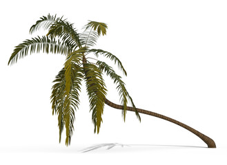 Wall Mural - coconut palm tree