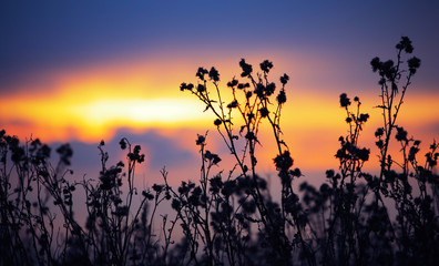 Wall Mural - withered agrimony at autumn sunset