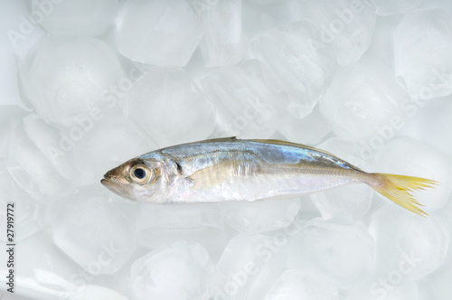 Fotografija Horse mackerel on fork isolated on white