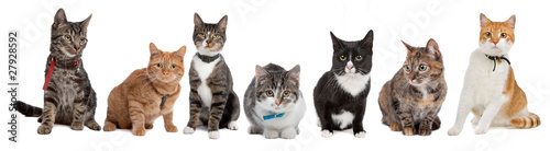 Group of cats © Erik Lam