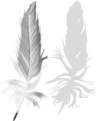 Canvas Print - gray feathers with shadow