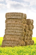A bale of hay in field of yellow rape