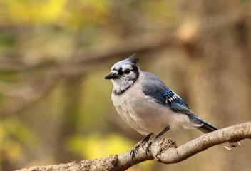 Wall Mural - Blue Jay, Cyanocitta cristata