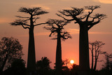 Fototapeta Las - Baobab Allee Madagaskar
