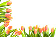 A frame of bright red tulips on white background