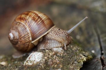 snail