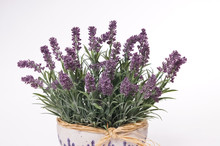 Lavender In Flowerpot