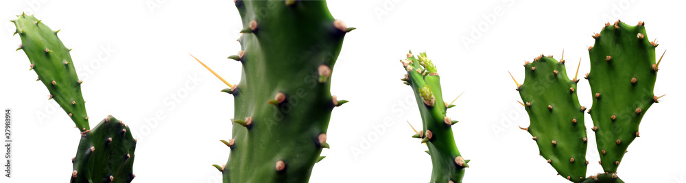 kaktus - obrazy, fototapety, plakaty 