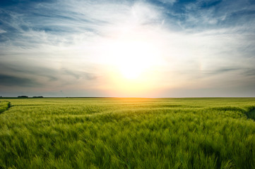 A sunset over a wheat field