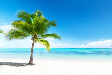 Fotobehang - palm and sea