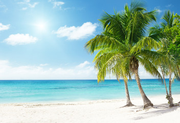 Canvas Print - Caribbean sea and coconut palms