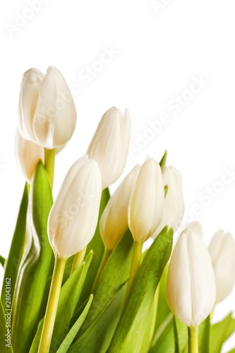 Naklejka - mata magnetyczna na lodówkę beautiful tulips