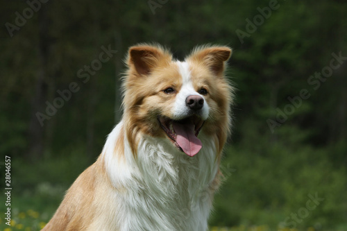 Portrait De Border Collie Marron Clair Stock Photo Adobe Stock