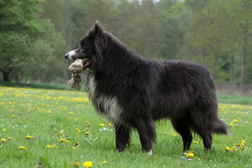 Wall Mural - border collie de profil  dans la campagne - border outside