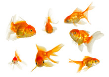 Gold Fish Collection
