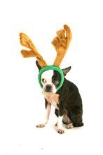 Boston Terrier With Horn