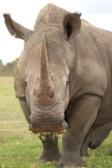 Wall Mural - white rhino