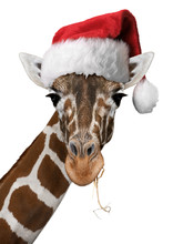 Weihnachtsgiraffe Weiss