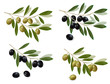 Green and black olive branch. Photo-realistic vector.