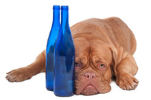 Dog And Two Bottles