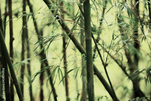 Naklejka na szybę bamboo background