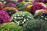 colorful chrysanthemum flower