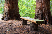 Wood Bench In The Forest