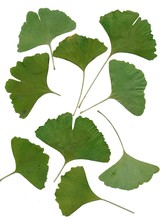 Leaves Of Ginkgo Tree