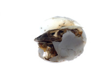 Fail Hatch Gecko Baby In Egg