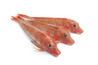 Fresh red Tub gurnard fishes on white background