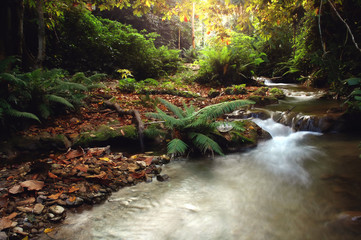 Wall Mural - tropical stream