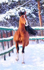 Wall Mural - arab horse moving with winter background behind