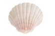 © Silkstock - Scallop Seashell