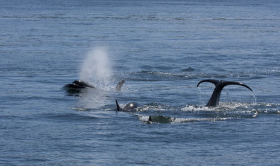 Wall Mural - Orcas Swimming