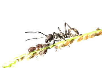 Wall Mural - ant and aphid