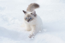 Cat In Snow
