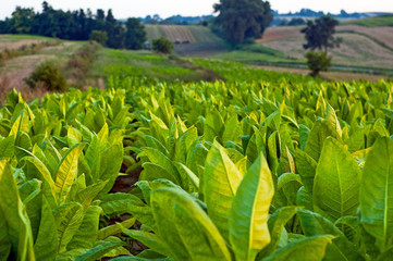 Tobacco plants