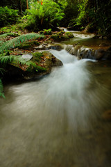 Wall Mural - tropical stream