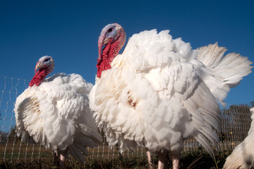 Pasture raised turkeys