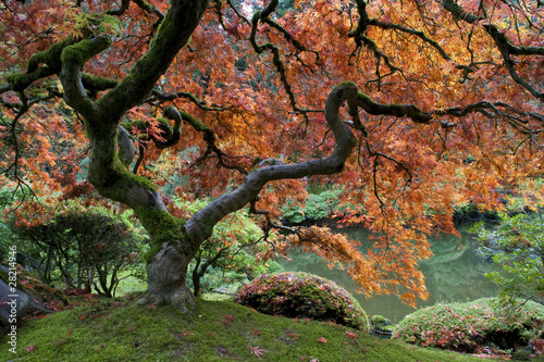 Naklejka na drzwi Red maple, Japanese garden