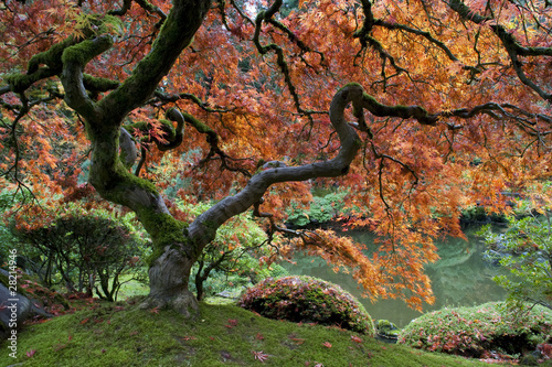 Naklejka - mata magnetyczna na lodówkę Red maple, Japanese garden