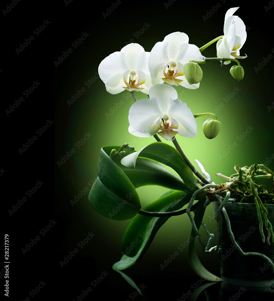 piekna-biala-orchidea-na-czarnym-tle