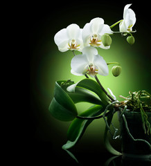 Wall Mural - Beautiful White Orchid isolated on black