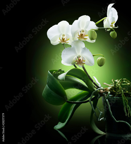 Nowoczesny obraz na płótnie Beautiful White Orchid isolated on black