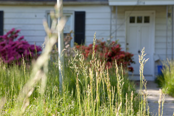 Wall Mural - Long Grass Abandoned Cape Cod Single Family Home Maryland USA