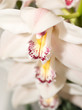 White Cymbidium or orchid flower