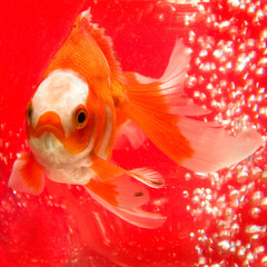 Gold fish in the aquarium at the red background