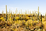 Fototapeta Pomosty - Saguaro National Park, Arizona, USA