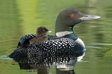 Baby Loon (Gavia Immer) Riding On Mother's Back
