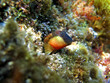 Caneva's Blenny fish partially hidden in his hole, Mediterranean sea,Vermilion coast, Roussillon, France